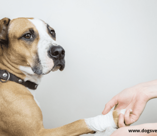 Dog Paw Protectors – The Ultimate Solution for Your Dog’s Paws Dog Paw Protectors - The Ultimate Solution for Your Dog's Paws