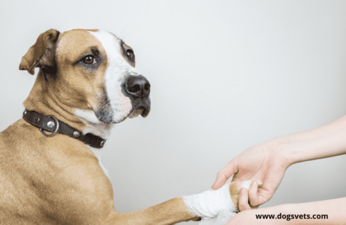 Dog Paw Protectors - The Ultimate Solution for Your Dog's Paws
