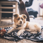 What Type of Rug is Best For Dogs? (Cotton or Wool)