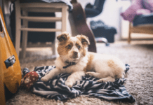 What Type of Rug is Best For Dogs? (Cotton or Wool) What Type of Rug is Best For Dogs? (Cotton or Wool)