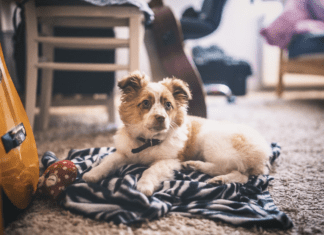 What Type of Rug is Best For Dogs? (Cotton or Wool)