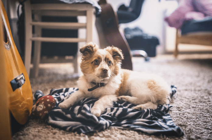کتوں کے لیے کس قسم کا قالین بہترین ہے؟ (کپاس یا اون)