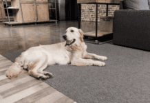 How Do I Choose or know a Pet Friendly Rug? How Do I Choose a Pet Friendly Rug?