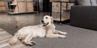How Do I Choose or know a Pet Friendly Rug? How Do I Choose a Pet Friendly Rug?
