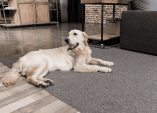 How Do I Choose or know a Pet Friendly Rug? How Do I Choose a Pet Friendly Rug?