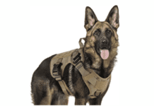 Dogs that require a tactical harness Dogs that require a tactical harness