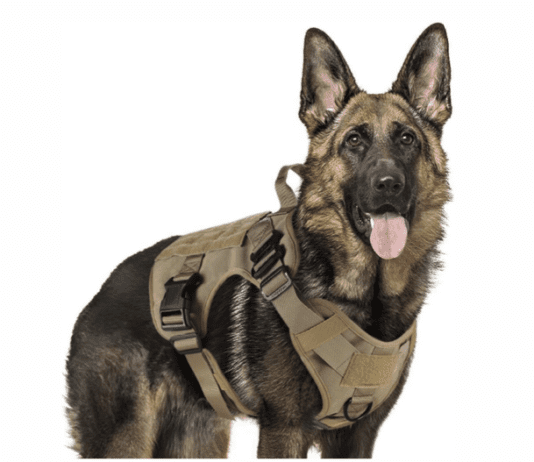 Dogs that require a tactical harness Dogs that require a tactical harness