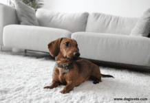 Should i Buy a Rug If i Own a Dog? (Types of Rugs) Should i Buy a Rug If i Own a Dog? (+ Types of Rugs)