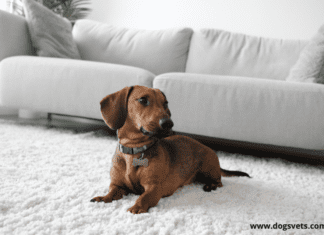 Should i Buy a Rug If i Own a Dog? (Types of Rugs) Should i Buy a Rug If i Own a Dog? (+ Types of Rugs)