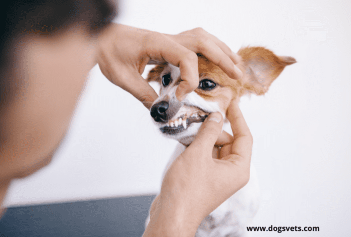 Dog Teeth Braces - Why Do Dogs Need Braces? [Cost + Dog Underbite]