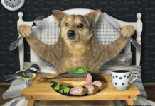 Can a dog eat canned tuna fish? – 7 Facts you need to know Can a dog eat canned tuna fish