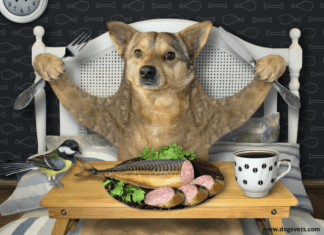 Can a dog eat canned tuna fish? – 7 Facts you need to know Can a dog eat canned tuna fish