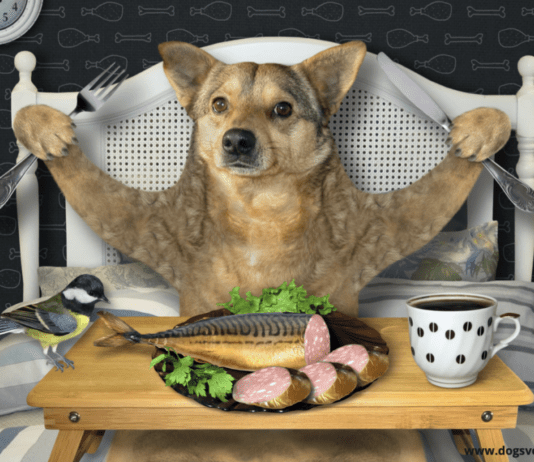 Can a dog eat canned tuna fish? – 7 Facts you need to know Can a dog eat canned tuna fish
