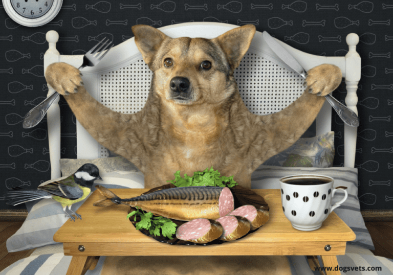 Can a dog eat canned tuna fish? 7 Facts you need to know