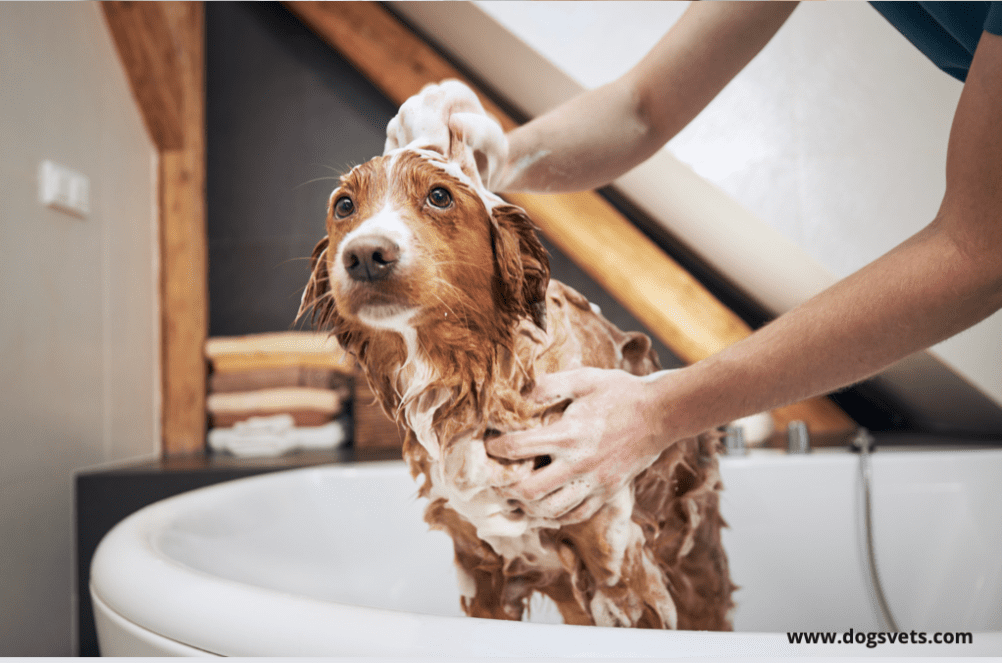 让狗狗洗澡更有趣的方法