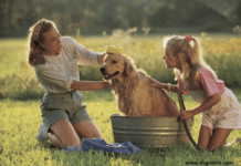 5 Tips for Making Your Dog’s Bath Time More Enjoyable 5 Tips for Making Your Dog's Bath Time More Enjoyable