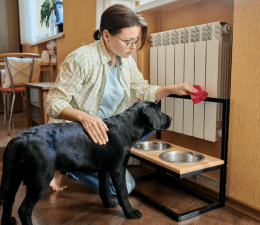 How to Choose the Best Dog Bowl: 6 Types How to Choose the Best Dog Bowl