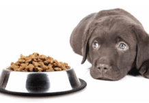 How Long Can Dogs Go Without Food? 9 Tips + Solution How Long Can Dogs Go Without Food?
