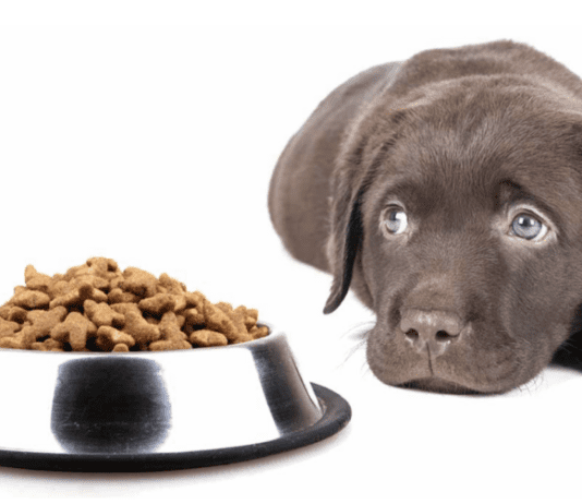 How Long Can Dogs Go Without Food? 9 Tips + Solution How Long Can Dogs Go Without Food?