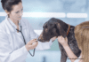 Mental Illness in Dogs - Everything You Need to Know