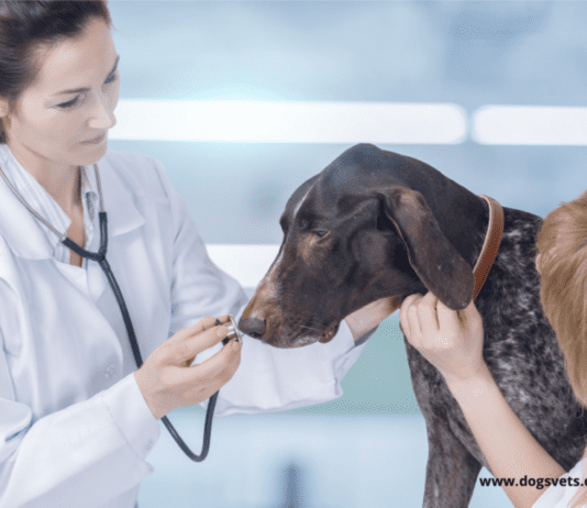 Mental Illness in Dogs – Everything You Need to Know Mental Illness in Dogs - Everything You Need to Know