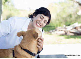 How to Calm A Hyperactive Dog – Ways to care for your dogs How to Calm A Hyperactive Dog