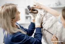 How Much Does It Cost To Clean or Brush A Dog’s Teeth? – Dogsvets.com How Much Does It Cost To Clean or Brush A Dog's Teeth? - Dogs Vets