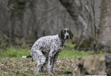 How to Stop a Dog From Pooping Inside – 5 Thing You Need to Know How to Stop a Dog From Pooping Inside