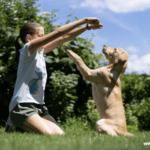 How To Become A Certified Professional Dog Trainer