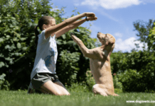 How To Become A Certified Professional Dog Trainer How To Become A Certified Professional Dog Trainer