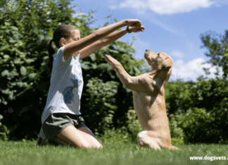 How To Become A Certified Professional Dog Trainer How To Become A Certified Professional Dog Trainer