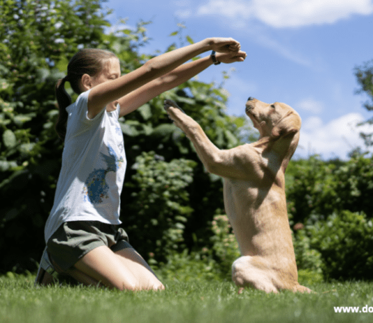 How To Become A Certified Professional Dog Trainer How To Become A Certified Professional Dog Trainer