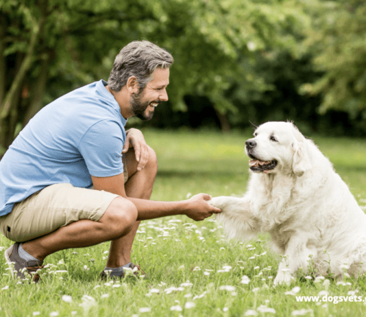 Is it Ever Too Late to Train a Dog? 5 Things You Need to Know Is it Ever Too Late to Train a Dog? 5 Things You Need to Know