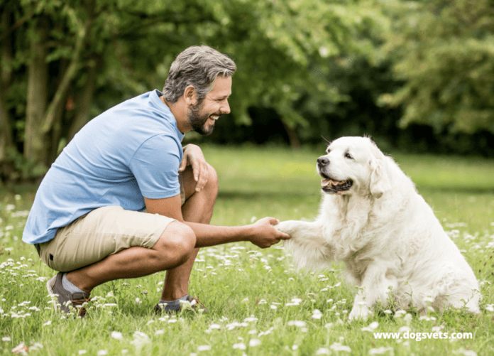 Is it Ever Too Late to Train a Dog? 5 Things You Need to Know