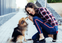 When Should I Start Training a Dog? – 10 Things to know When Should I Start Training a Dog?