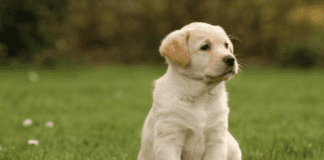 Is a Golden Retriever Easy to Train? Is a Golden Retriever Easy to Train?