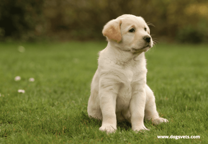 Is a Golden Retriever Easy to Train?