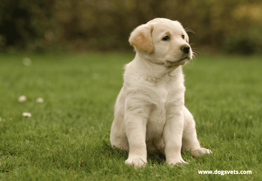 Is a Golden Retriever Easy to Train?