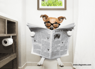 How Difficult is it to Toilet-Train a Dog? – 5 Things to know How Difficult is it to Toilet-Train a Dog?