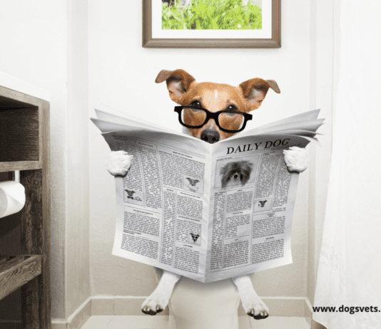 How Difficult is it to Toilet-Train a Dog? – 5 Things to know How Difficult is it to Toilet-Train a Dog?