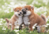 How Much Does a Shiba Inu Puppy Cost? How Much Does a Shiba Inu Puppy Cost?