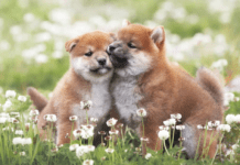 How Much Does a Shiba Inu Puppy Cost? How Much Does a Shiba Inu Puppy Cost?