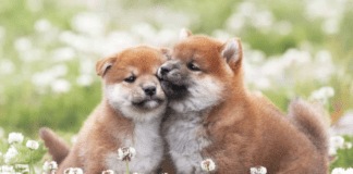 How Much Does a Shiba Inu Puppy Cost? How Much Does a Shiba Inu Puppy Cost?