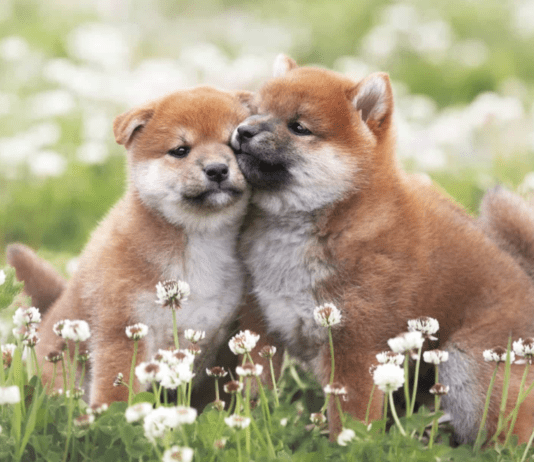 How Much Does a Shiba Inu Puppy Cost? How Much Does a Shiba Inu Puppy Cost?