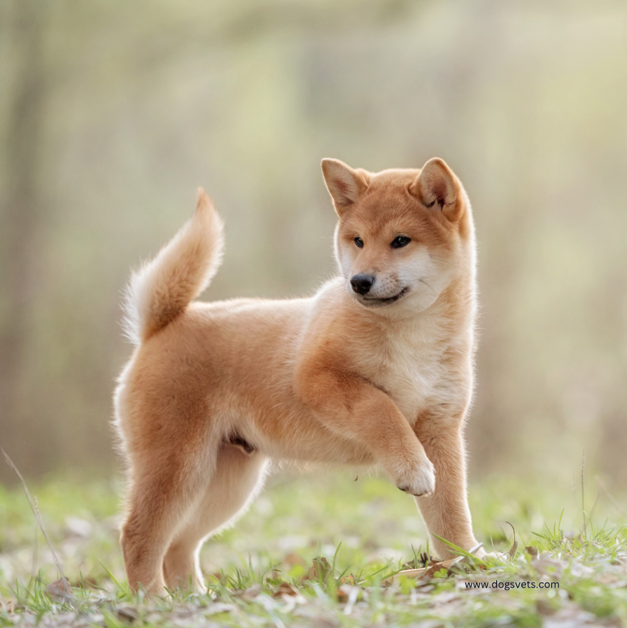 Shiba Inu Dog Breed