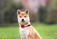 Is a Shiba Inu Dog a Good Family Pet? (Pets Guide) Is a Shiba Inu Dog a Good Family Pet? (Pets Guide)