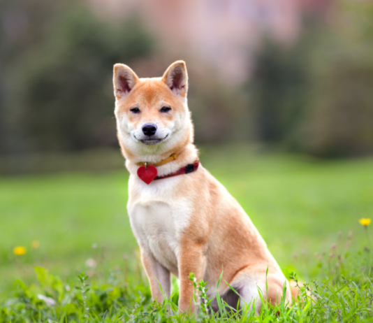 Is a Shiba Inu Dog a Good Family Pet? (Pets Guide) Is a Shiba Inu Dog a Good Family Pet? (Pets Guide)