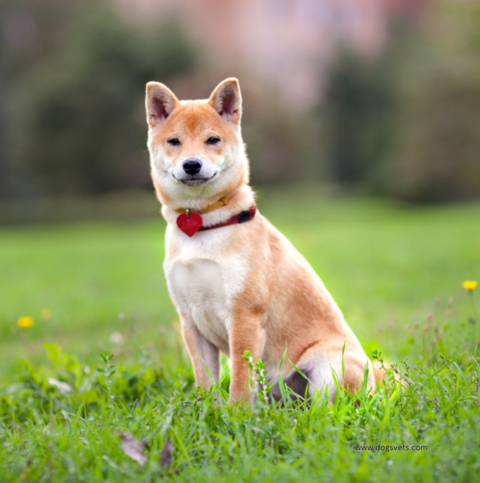 Is a Shiba Inu Dog a Good Family Pet? (Pets Guide)