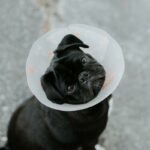 Hidden Costs of Pet Ownership