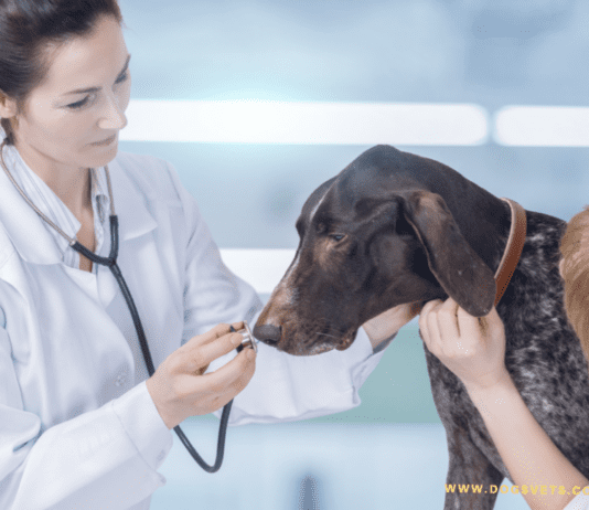 What Can I Give My Dog to Relieve His Pain? – Dogsvets What Can I Give My Dog to Relieve His Pain?